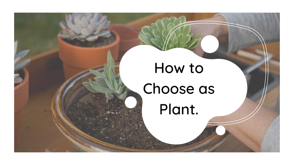 How to Choose a Plant