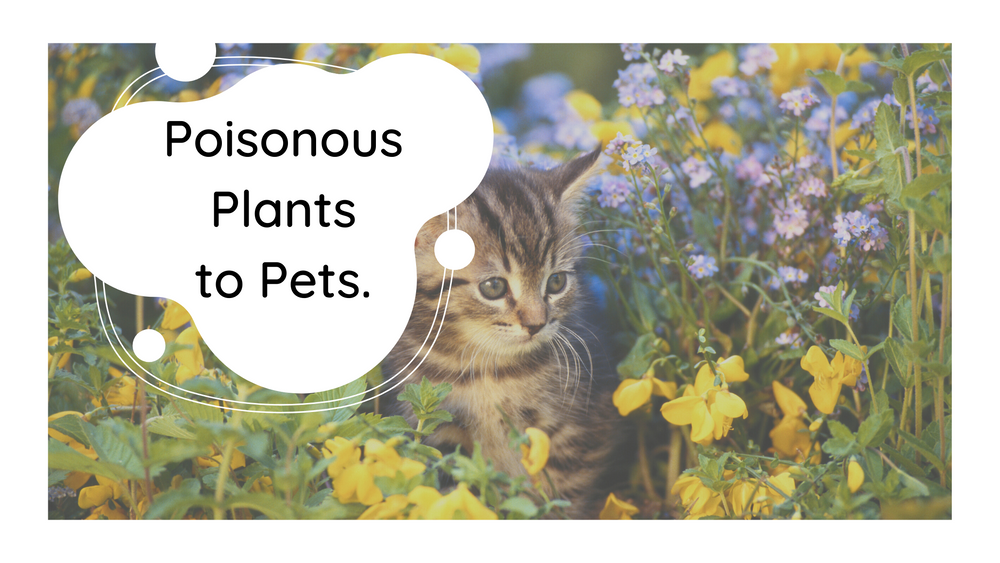 Poisonous plants for pets