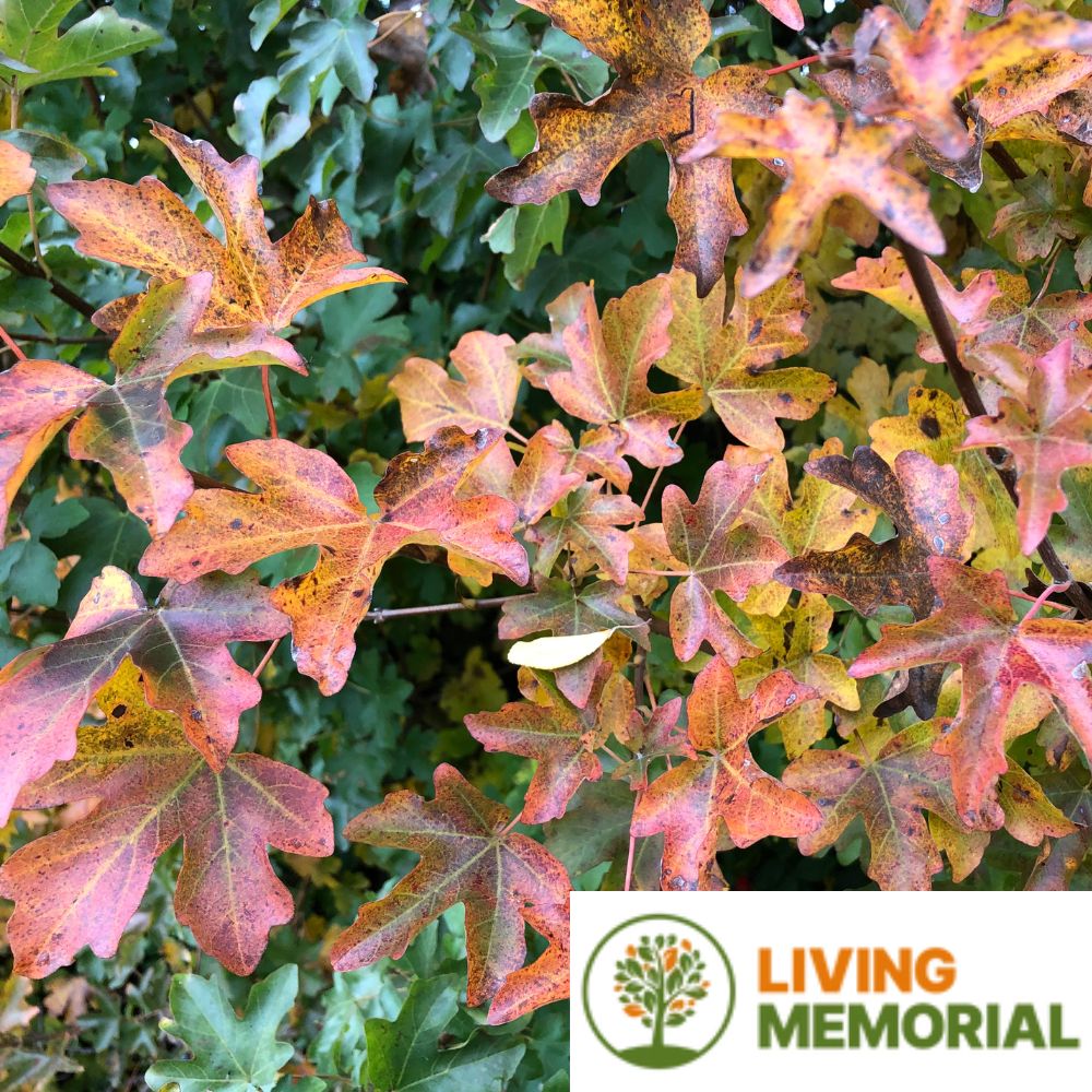 Living Memorial Tree Package