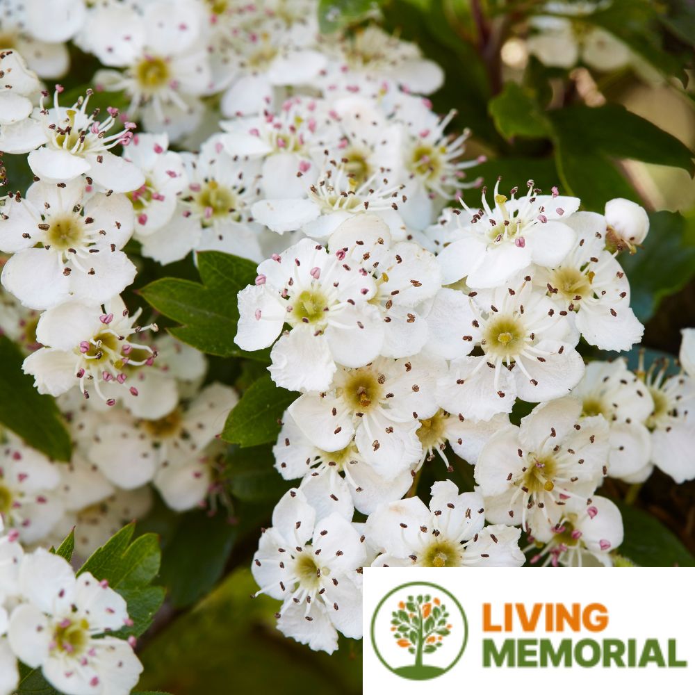 Living Memorial Tree Package