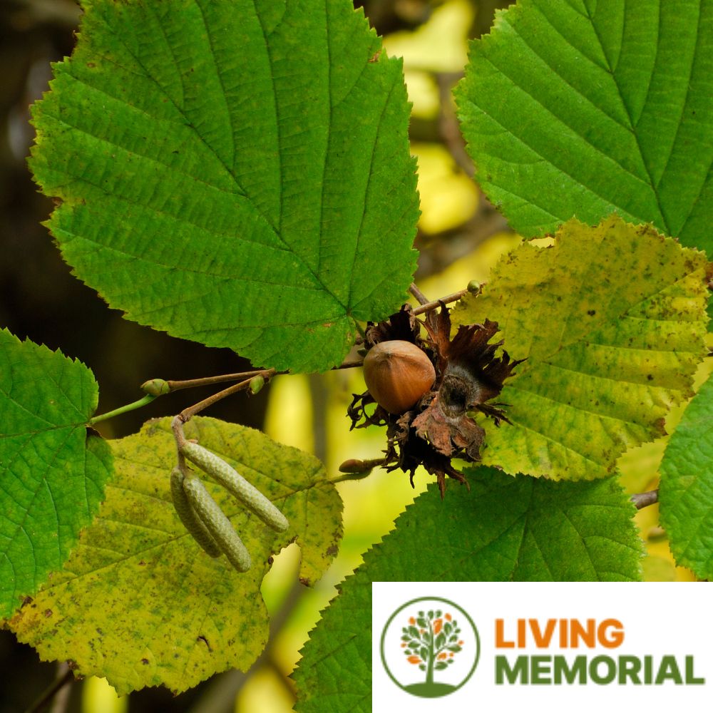 Living Memorial Tree Package