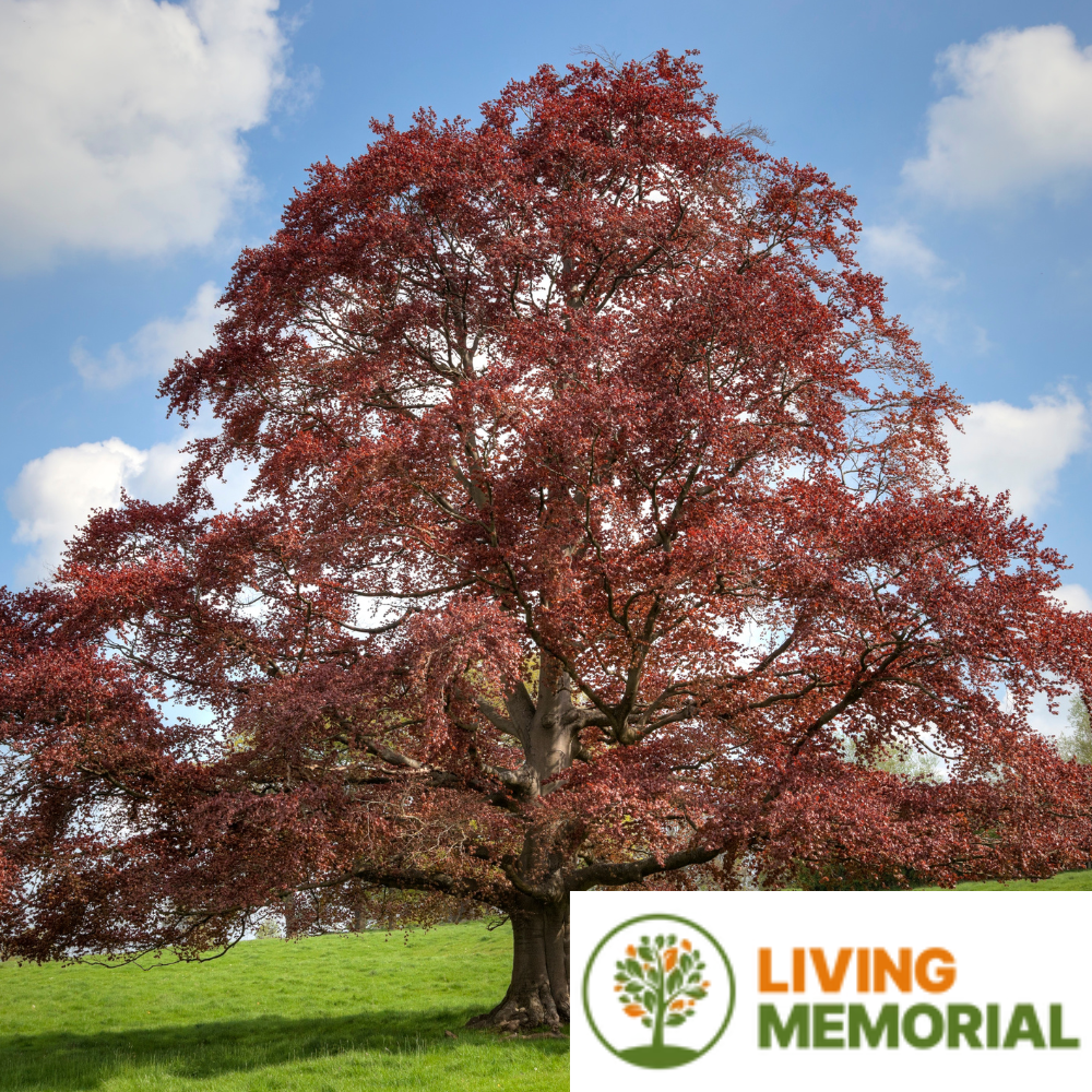 Living Memorial Tree Package