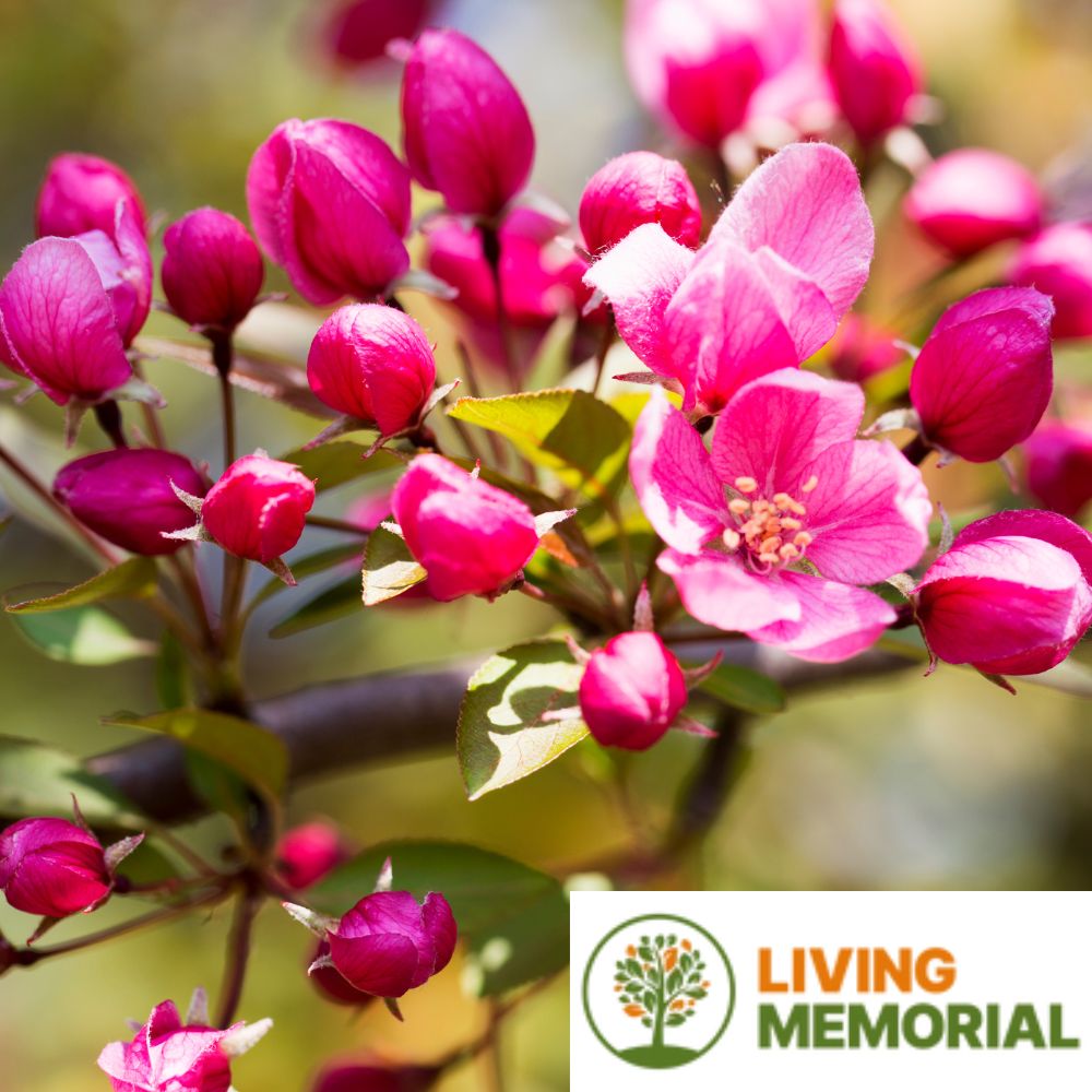 Living Memorial Tree Package